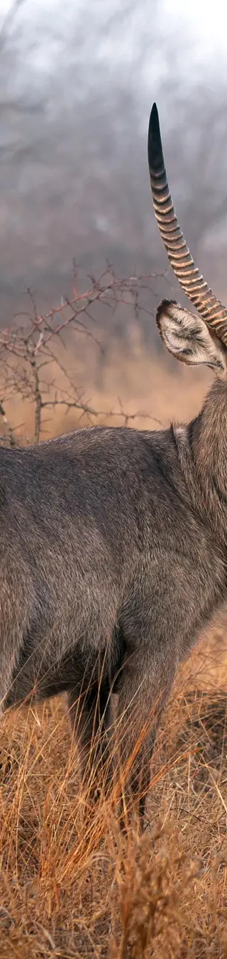 Wasserbock